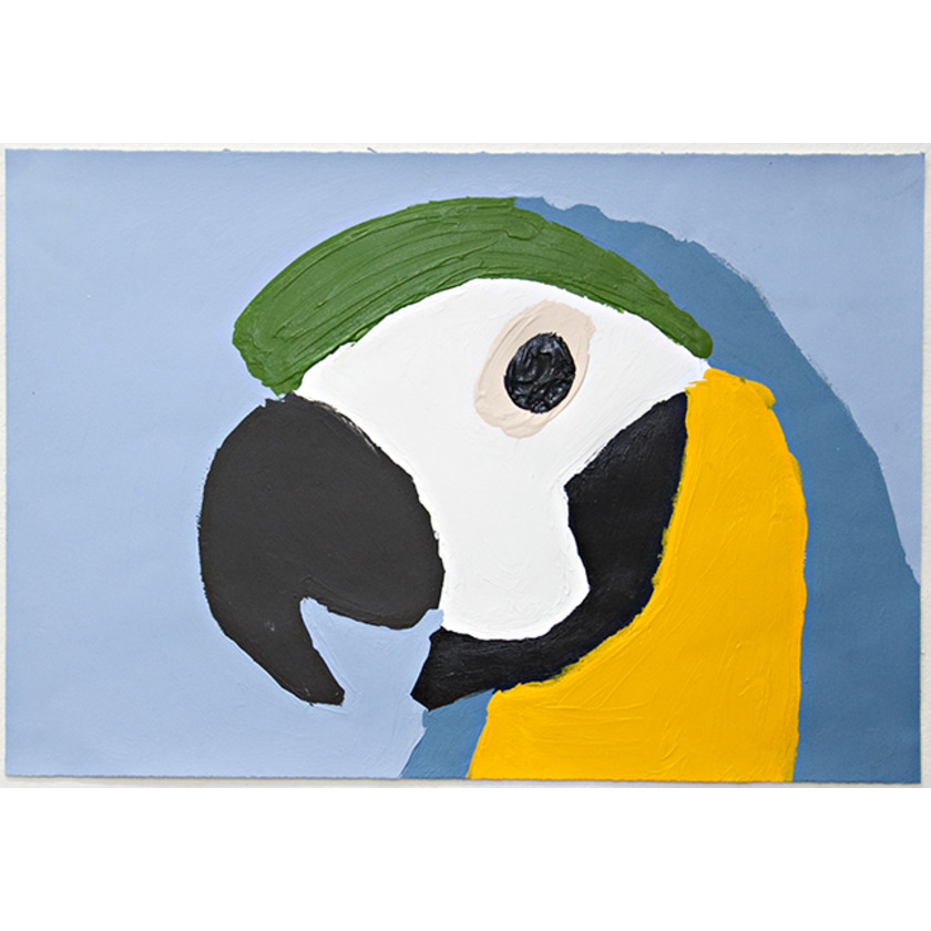 Macaw
