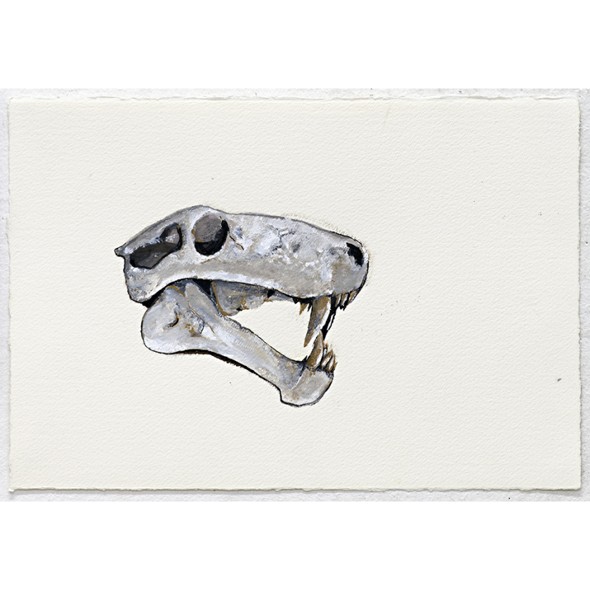 Untitled (animal skull)