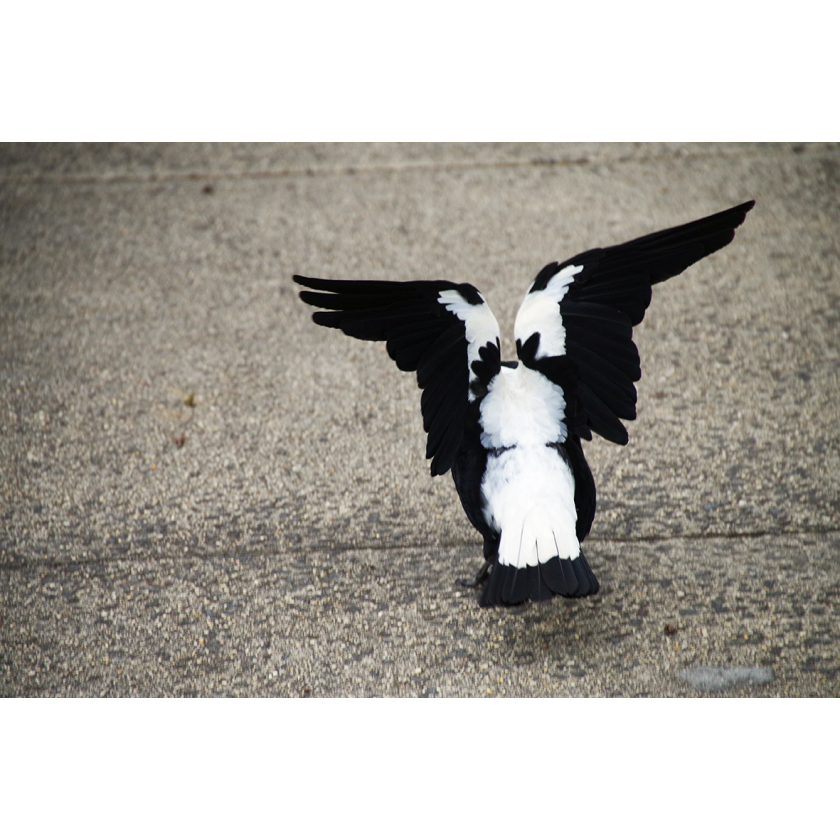 Magpie with Wings up