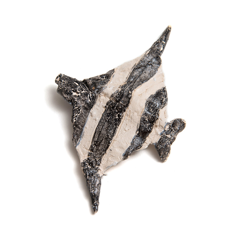 black and white fish