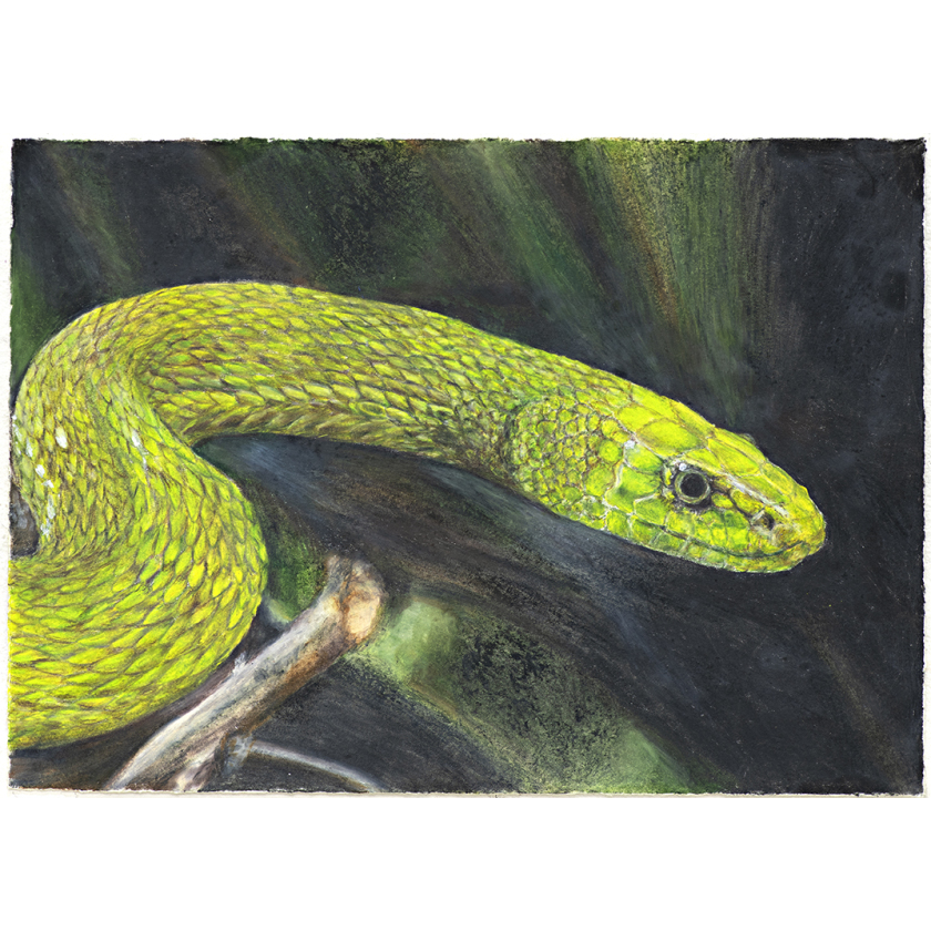 Eastern green mamba